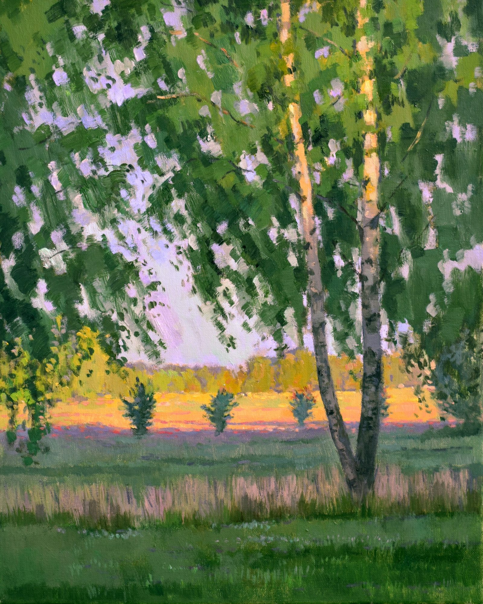 Birches in the rays of the summer sun